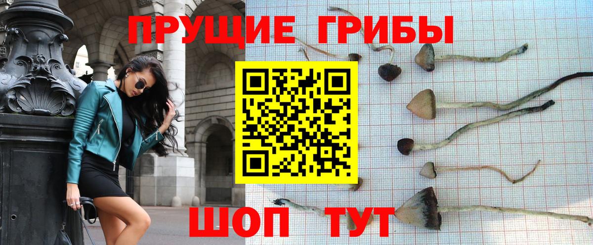 Галлюциногенные грибы GOLDEN TEACHER  Вход с VPN  Мценск 